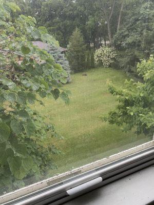 My yard after the Lawn Barber's visit.