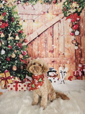 Luna groomed for the holidays