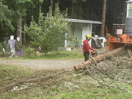 Cutting limbs off to chip logs.
