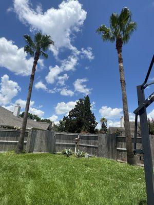 Arborix Tree service