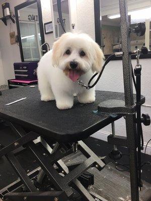 Puppy first groom.