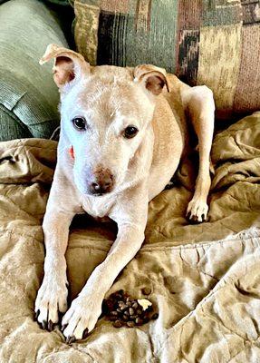 Milo’s Friends Pet Sitting