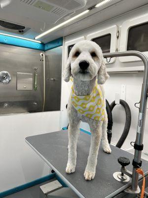 Pawsh Parlor Grooming Salon