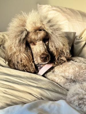 Standard poodle Full Dog Groom (Includes Haircut)