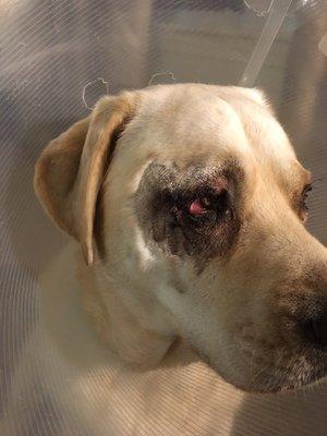 Hoof and Paw Labradors