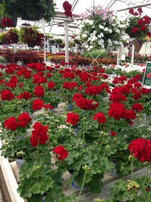Inside the green house