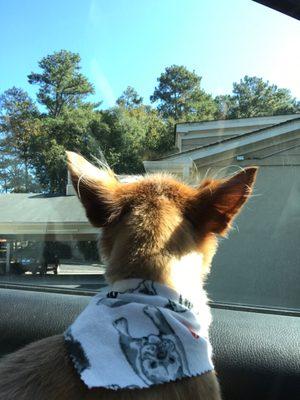 Five Star Dog Resort