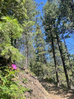 Maryland Mountain Hidden Treasure Trailhead