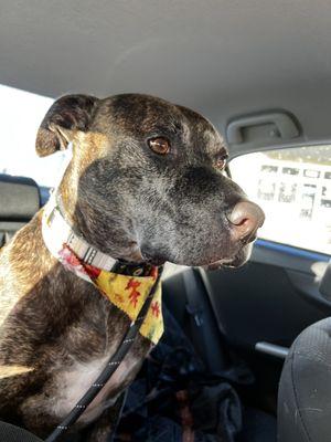 Reunion Pet Grooming Services