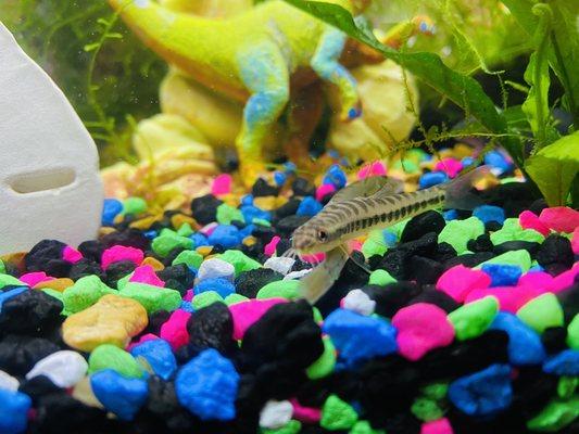 This is the fish he gave me