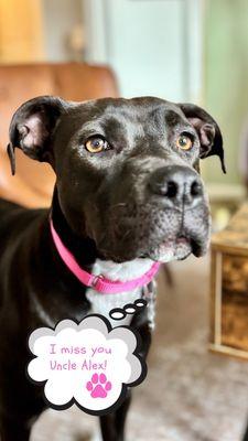 Lucky Dog Animal Rescue