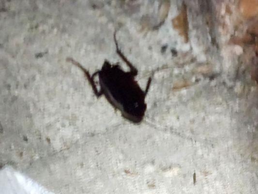 Colony House Apartments