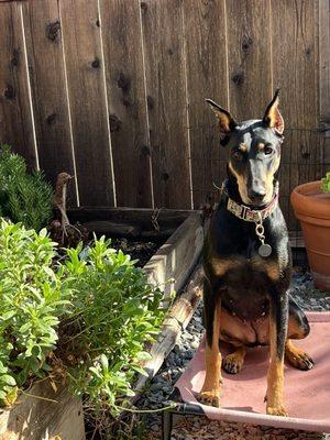 Waggology Dog Training