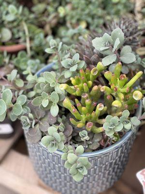 Laughing Owl Greenhouses