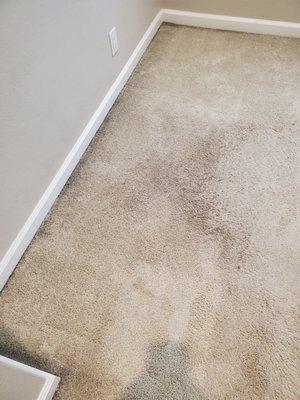Bruce's Carpet Cleaning