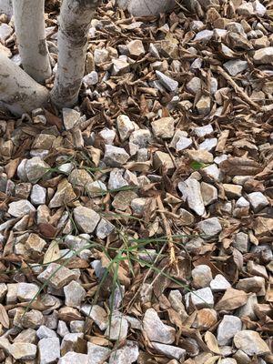 Chips Tree & Landscape