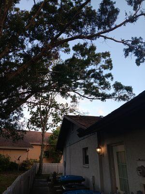 Michael Hick's Tree Service