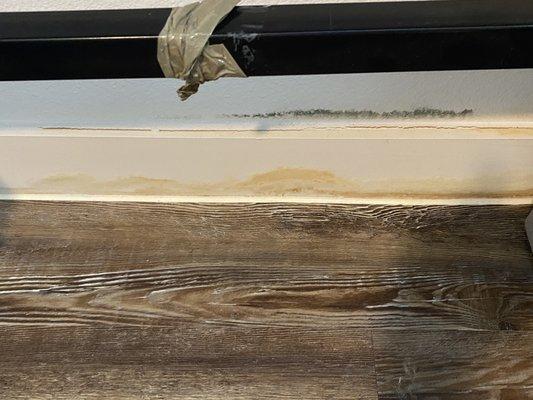 Mold and water damage on baseboards. This went on across a majority of the wall.