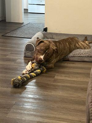 Animal Wellness Center of Plant City