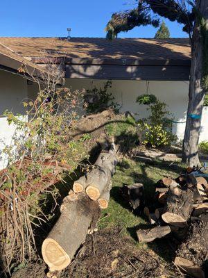 Mercado’s Tree Services