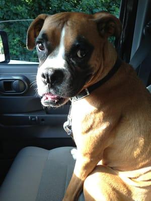 Metro City Doggie Daycare