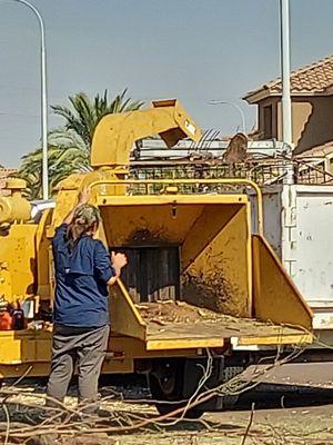 Real Trees And Landscaping