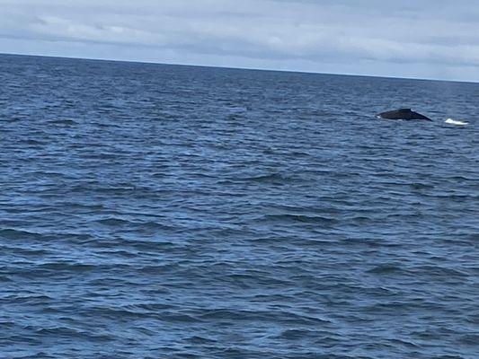 Santa Cruz Whale Watching