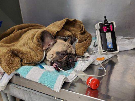 Mizner Park Veterinary Clinic