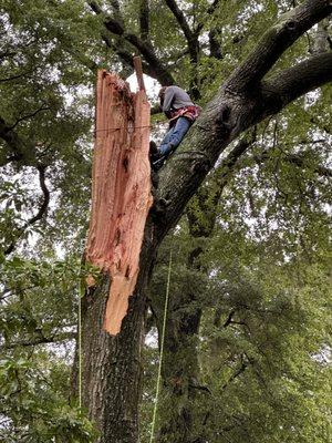 Beavers tree service