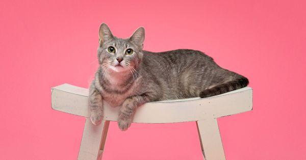 Coppell Humane Society