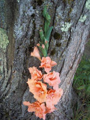 Chrissie's Cards and Creations -