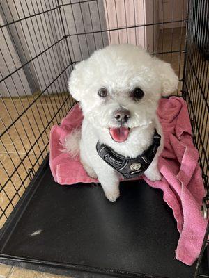 Mr and Mrs P's Dog Grooming