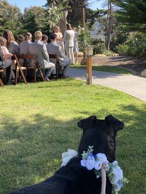 Wedding Dogs