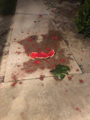 He threw a rotten watermelon on our front.