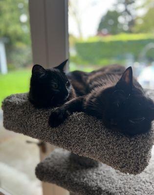 Olive and O'Malley