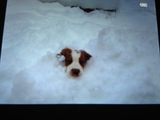 Riverbend Animal Hospital PC