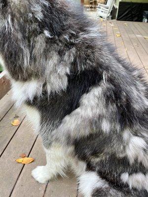 My dog's beautiful coat is destroyed.