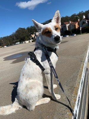 McNamara's Dog Training