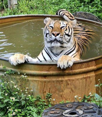 Endangered Animal Rescue Sanctuary