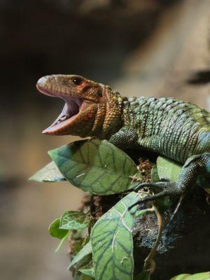 "Hello!", squeeks our Caiman Lizard.