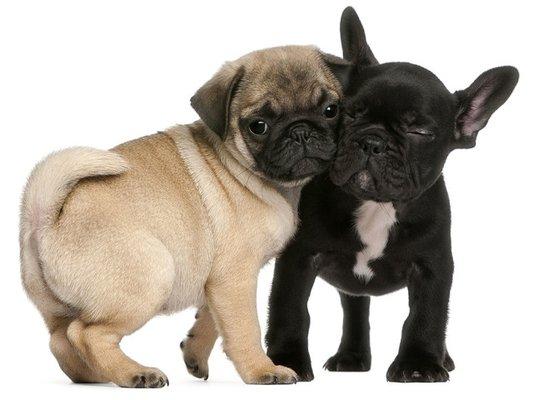 Perfect Paws Dog Training