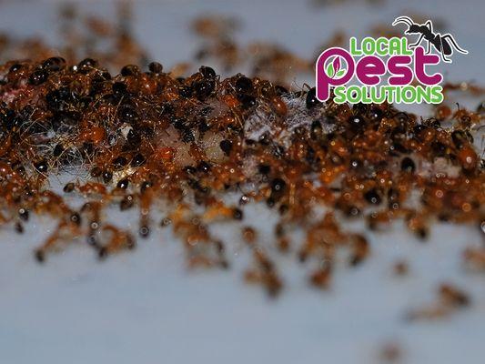 Local Pest Solutions