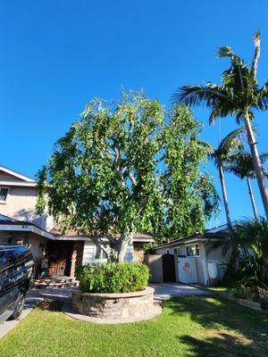 Amazon Arborists Authority