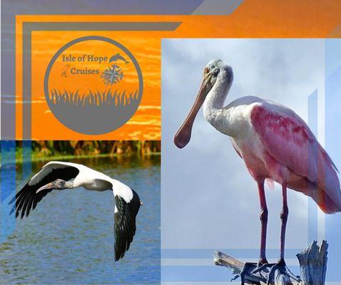 Isle of Hope Cruises