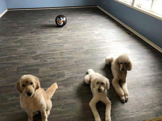 Kelly's Pet Boutique West