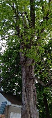 Lumberjack Tree Svce