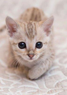 Vita Snow Bengal- Queen