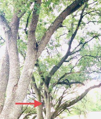 Ardines Landscaping and Tree Service