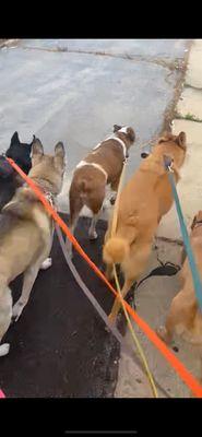 My dog's first pack walk.