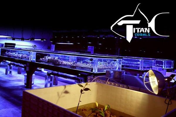 Titan Corals
